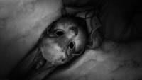 Tiny Bunny screenshot thumbnail
