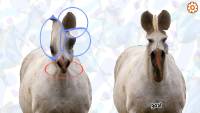 Horse Magnifier: The Full Horse screenshot thumbnail