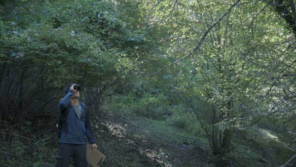 Wordless Forest screenshot