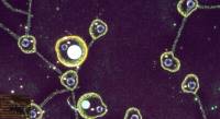Substrate: Emergence screenshot thumbnail