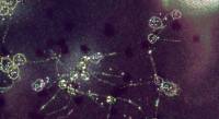 Substrate: Emergence screenshot thumbnail